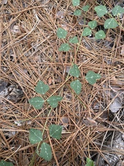 Phaseolus polystachios sinuatus