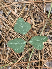 Phaseolus polystachios sinuatus