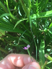 Dianthus