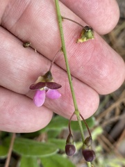 Phaseolus polystachios sinuatus
