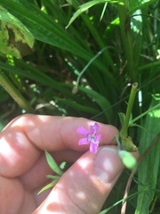 Dianthus