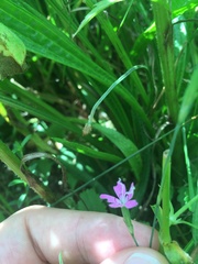 Dianthus