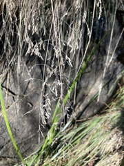 Poa labillardierei labillardierei