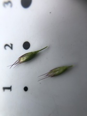 Elymus alaskanus