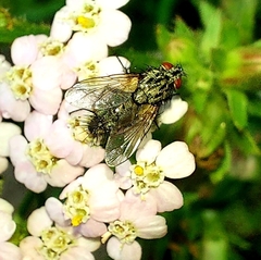 Zeuxia cinerea