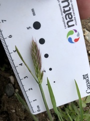 Elymus alaskanus