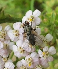Zeuxia cinerea