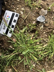 Elymus alaskanus