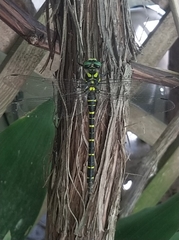 Cordulegaster boltonii