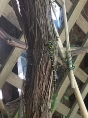 Cordulegaster boltonii