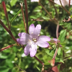 Epilobium