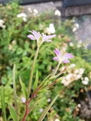 Epilobium