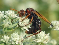 Cryptocheilus rubellus