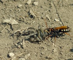 Cryptocheilus octomaculatus