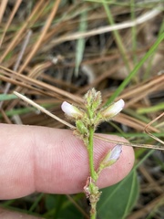 Galactia mollis