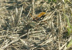 Cryptocheilus octomaculatus