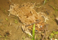 Rhinella humboldti