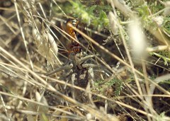 Cryptocheilus octomaculatus