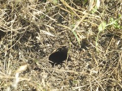 Cryptocheilus octomaculatus