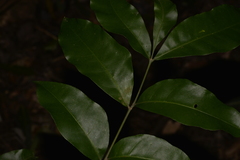 Dysoxylum fraserianum