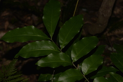 Dysoxylum fraserianum