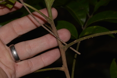 Dysoxylum fraserianum