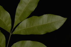 Dysoxylum fraserianum