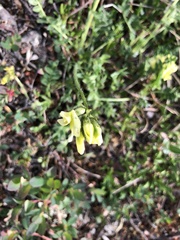 Oxytropis maydelliana