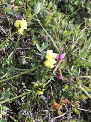 Oxytropis maydelliana