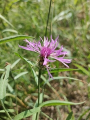 Centaurea × livonica