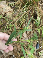 Crotalaria purshii