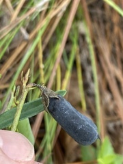 Crotalaria purshii