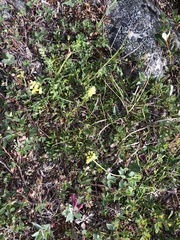 Oxytropis maydelliana