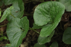 Asarum caucasicum