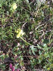 Oxytropis maydelliana