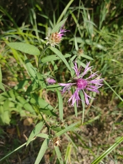 Centaurea × livonica