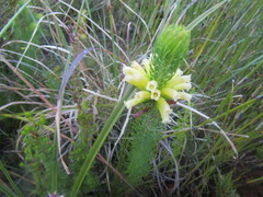 Erica sessiliflora