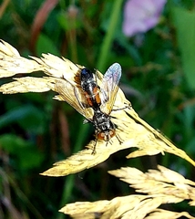 Eriothrix rufomaculata