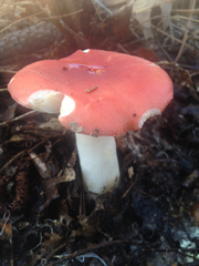 Russula silvicola