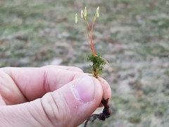 Plagiomnium undulatum