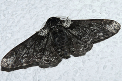 Biston betularia carbonaria