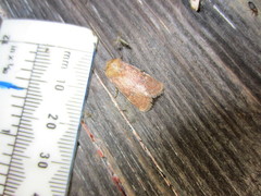 Pyrrhia aurantiago