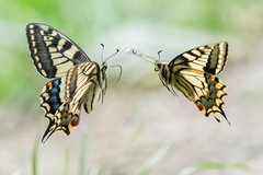 Papilio machaon britannicus
