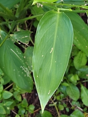 Maranta arundinacea
