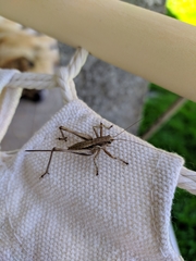 Antaxius spinibrachius