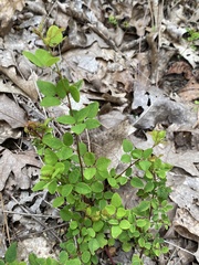 Desmodium marilandicum