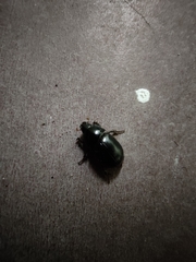 Hybosorus