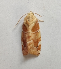 Cosmia diffinis