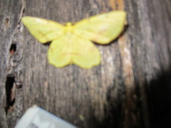 Xanthotype urticaria