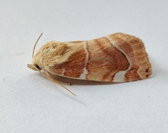 Cosmia diffinis